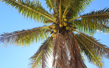 Palm Tree, coconuts, up, palm, tree HD wallpaper