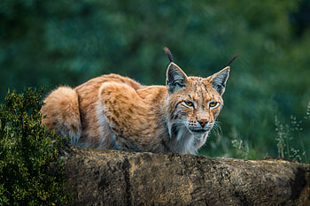 Lynx, kitten, animal, cat HD wallpaper