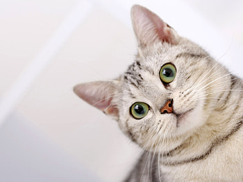 Animals, Cats HD wallpaper