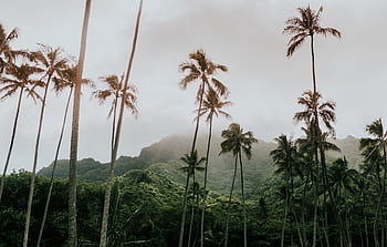 Tall coconut palm trees sway against a misty mountain backdrop, capturing tropical paradise vibes. HD wallpaper
