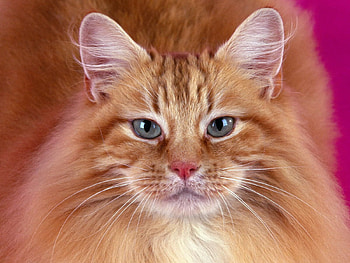 Animals, Cat, Fluffy, Muzzle HD wallpaper