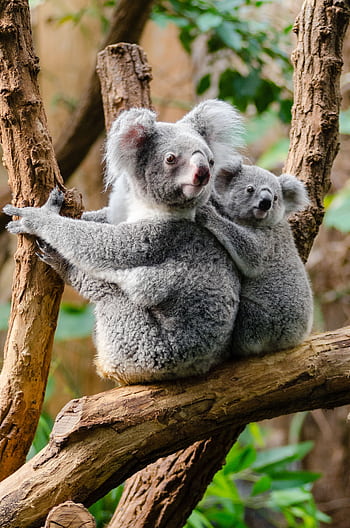 Adorable koala mother and baby in a tree, showcasing wildlife in their natural habitat. HD phone wallpaper