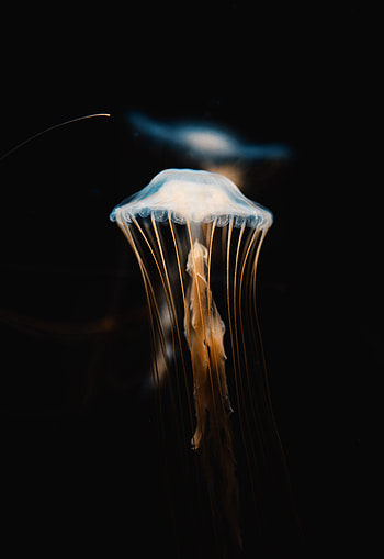 Animals, Jellyfish, Transparent, Underwater World, Tentacles HD phone wallpaper