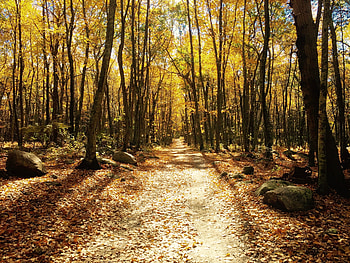 Nature, Trees, Autumn, Forest, Path, Foliage, Trail HD wallpaper
