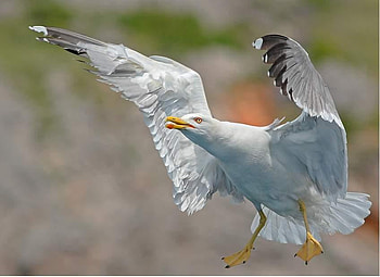 SEAGULL, animal, flying, feathers, bird HD wallpaper