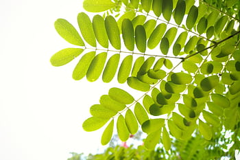 Close-up of vibrant green leaves in sunlight, showcasing natural beauty and growth. HD wallpaper