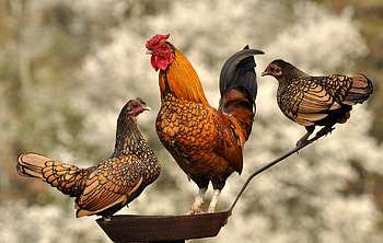 Rooster, Hen HD wallpaper
