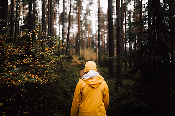 Nature, Miscellanea, Miscellaneous, Forest, Stroll, Human, Person HD wallpaper