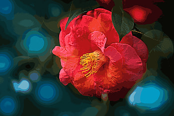 flower, macro HD wallpaper