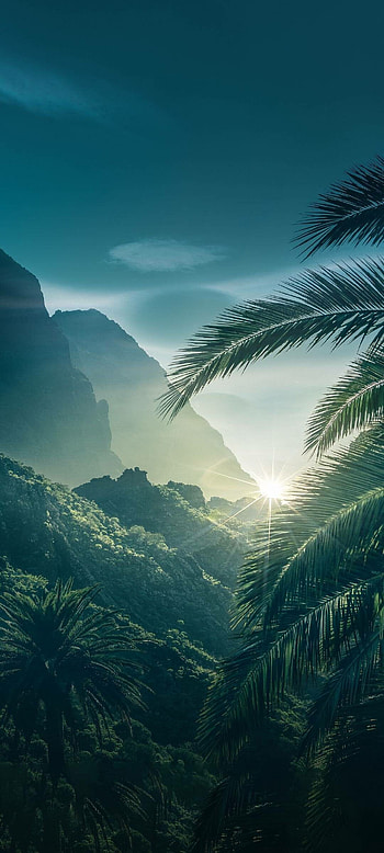 Nature, Sunrise, Palm Tree, Mountain HD phone wallpaper