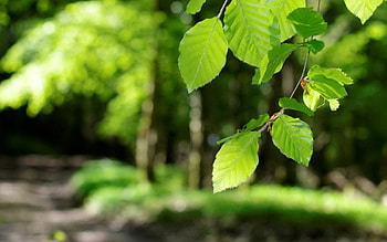 Nature, Leaves, Shine, Light, Young, Spring HD wallpaper
