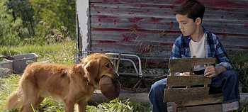 A Dog's Purpose, , Emotional storyline, Heartwarming movie HD wallpaper