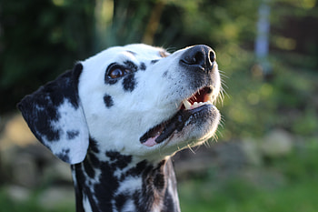 Animals, Dog, Muzzle, Spotted, Spotty, Dalmatian, Dalmatians HD wallpaper