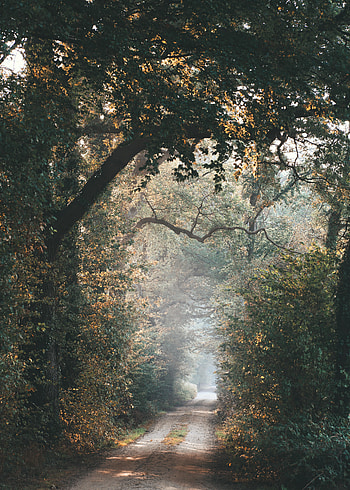 Nature, Trees, Beams, Rays, Branches, Alley, Path HD phone wallpaper