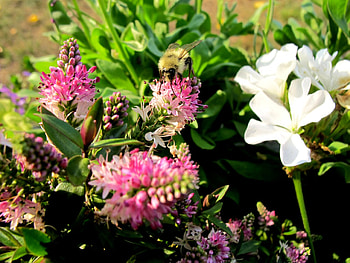 Bee Happy, pollen, sun, bee, flower HD wallpaper