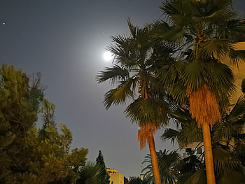 Palmtree with moon, sky, Nacht, Night, Nyári, Summer, Mediterran, Plam, Sea, Sommer, Nyár, Tree, Mond, Hold, Este, Summernight HD wallpaper