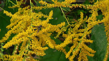 Black Thread Waisted Wasp on Goldenrod, hoverfly, plants, wasps, flower, pollinator, insect, Canada Goldenrod, golden, pollinators, wasp, flowering, insects, pollen, plant, bugs, yellow, goldenrod HD wallpaper