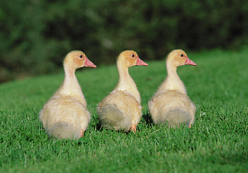 Animals, Geese, Birds, Chicks, Goose HD wallpaper