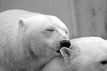 Intimate black and white of two polar bears showcasing their natural behavior. HD wallpaper