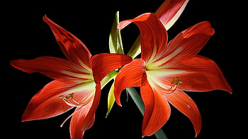 Lily , Full , , backgrounds HD wallpaper