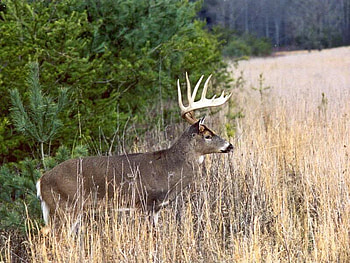 The Stand For dom, bucks, deer, animals, doe, nature HD wallpaper