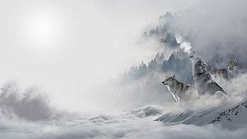 Wolves in the fog, fog, nature, wolves, howl HD wallpaper
