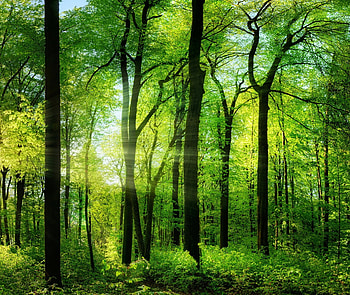 Sunrays through Green Forest, Green, Sunbeams, Trees, Nature, Forests HD wallpaper