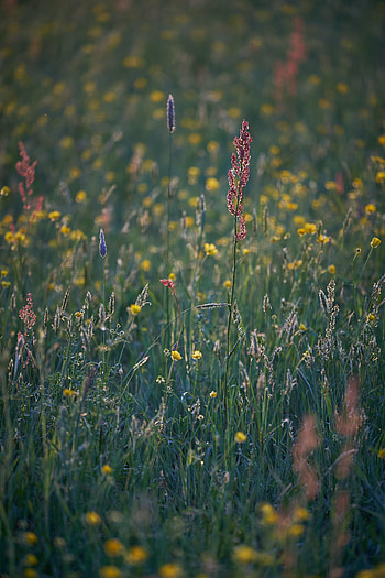 Plants, Nature, Grass, Summer, Field HD phone wallpaper