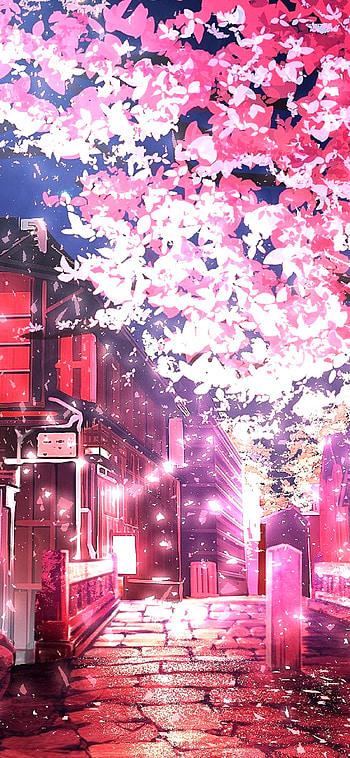 Sakura Tree, graph, pink HD phone wallpaper