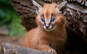 Lynx Kitten, animal, kitten, cat, lynx HD wallpaper
