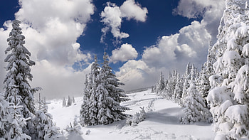 Splendid, winter, trees, amazing, snow HD wallpaper