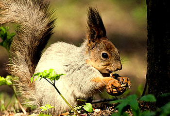 YUMMMY....It Fell From The Nut Tree!, tree trunk, yummy nut, leaves, grey squirrel, nut, squirrel HD wallpaper