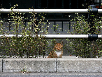 Animals, Sit, Cat, Fluffy, Wait HD wallpaper