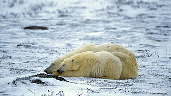 Polar bears, bear, cub, polar, ursus, arctic HD wallpaper