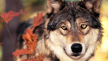 ... Background Full . wolf, grass, leaves, face, eyes HD wallpaper