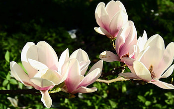 Magnolia , High resolution, Detailed petals, Floral beauty HD wallpaper