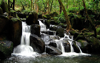 Nature, Water, Trees, Stones, Waterfall, Forest, Trunks, Streams, Flows HD wallpaper