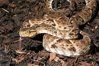 Fer De Lance Pit Viper, de, lance, pit, viper, fer HD wallpaper