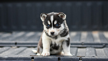 Puppy, Siberian Huskies HD wallpaper