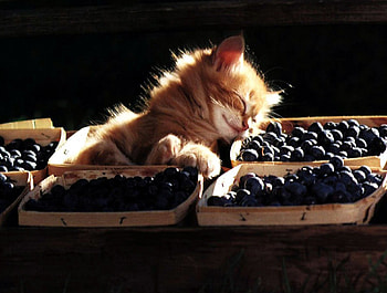 Kitten in a Fruitcup, cute, cat, kitty, sleeping HD wallpaper