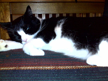 LADY OF LEISURE JUST RELAXING, position, relaxing, feline, adorable HD wallpaper