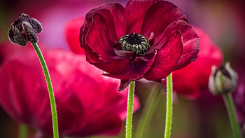 Ranunculus, spring, petals, red, blossoms, garden HD wallpaper