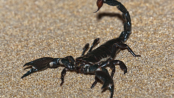 Emperor scorpion, Imperial scorpion, High-resolution , Captivating background HD wallpaper