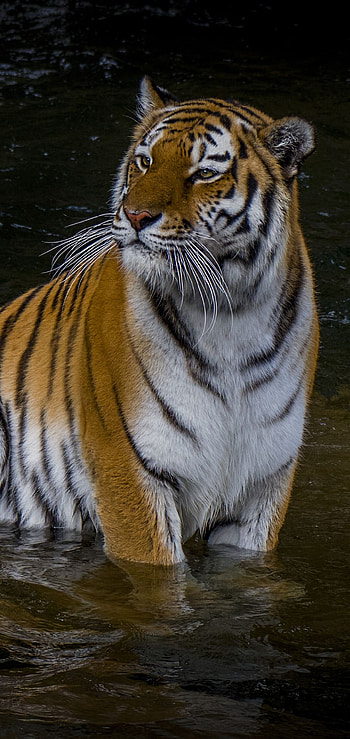 Top Tiger , Striking visuals, Powerful presence, Captivating beauty HD phone wallpaper