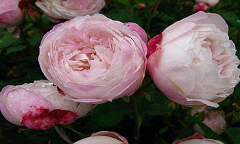 Light Pink Roses, roses, gorgeous, soft, bunch, pink, leaves, light, petals, green, nature HD wallpaper