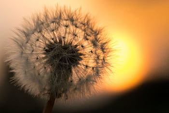 Close-up of a dandelion with a warm sunset in the background, capturing nature's delicate beauty. HD wallpaper