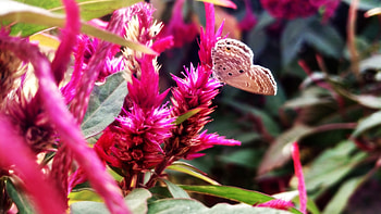 buttery, nature, flowers, sunnyday, butterfly HD wallpaper