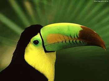 Animals, Birds, Toucans HD wallpaper