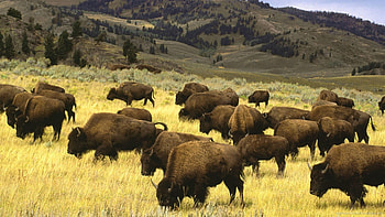 Bison Herd HD wallpaper