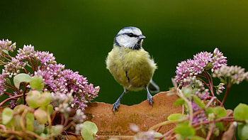 Animals, Flowers, Bird, Branch, Titica, Tit HD wallpaper
